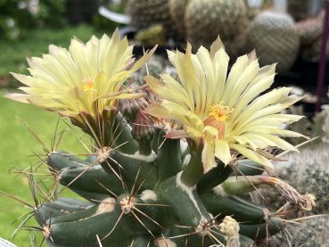 Coryphantha scheeri var. robustispina - MG133.45